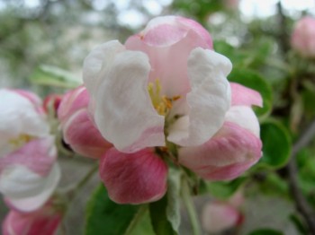 Яблуневим цвітом