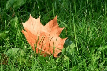 Осінній лист тихо палав та осінь полонила