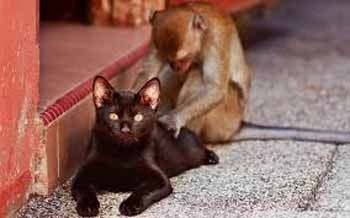 Кіт і мавпа