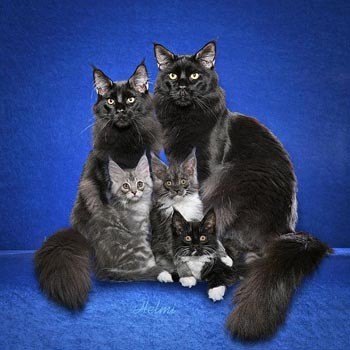 Котяча родина