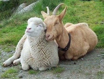 Козел і вівця