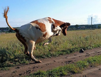 Корова танцівниця