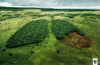 Гублять ліс