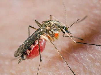 Почему комары пьют человеческую кровь?