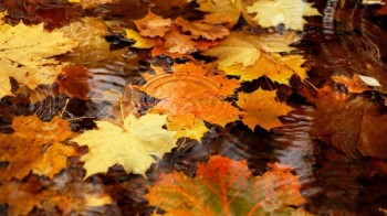Осені кленовий листопад
