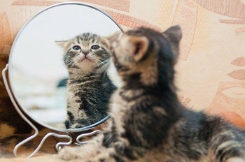 Киця і дзеркало