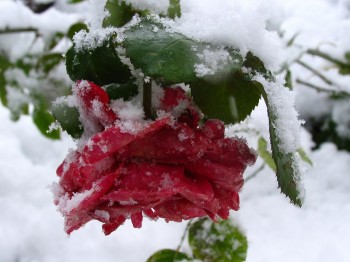 Червоним на снігу