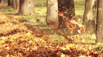 Вітер цілує осінь кохану