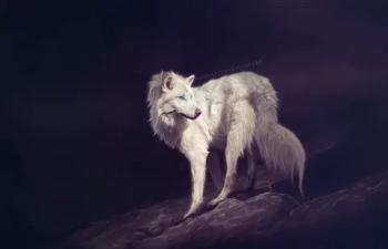 Білий вовк