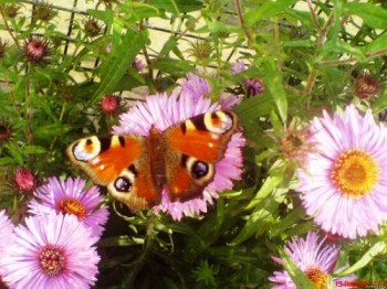 Метелики барвисті