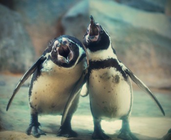 Пісня п‘яних пінгвінів