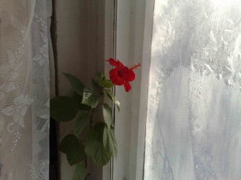 Квітка за вікном
