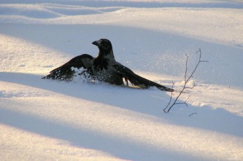 Зимова ворона