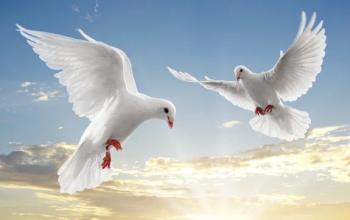 Пара білих голубів