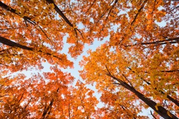 Заблукала осінь між дубами в лісі