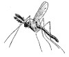 Почему комары пьют человеческую кровь?