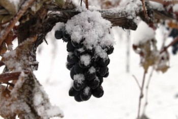 Холодне гроно виноградне