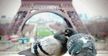 А я так мріяла побачити Париж