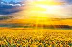 Фізичні характеристики Сонця. Будова Сонця та джерела його енергії