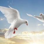Пара білих голубів