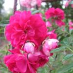 П’ять понеділків до весни