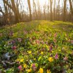 Ще ліс не вкрився зеленню густою...