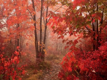 Палає ліс в осінній млі
