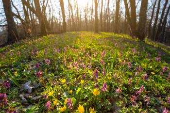 Ще ліс не вкрився зеленню густою...