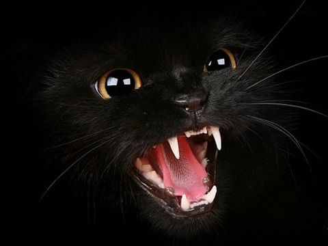 Йванко Федорий