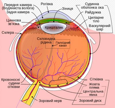 Детальна будова ока