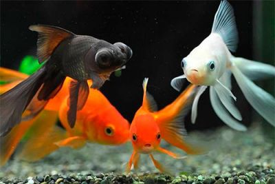 Чому рибки в акваріумі здаються більшими