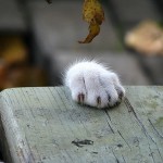 Закохана в життя